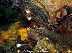 No sharks, only blennies... by Blagodarova Elena 